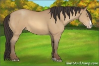 Horse Color:Amber Champagne Frame 