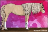 Horse Color:Palomino Roan Splash 
