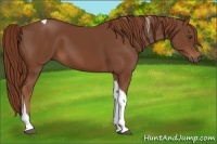 Horse Color:Chestnut Tobiano 