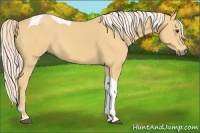 Horse Color:Palomino Tobiano 