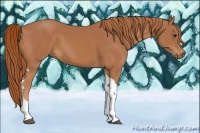 Horse Color:Chestnut Tobiano