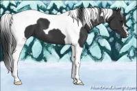 Horse Color:Black Tobiano 