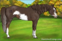 Horse Color:Liver Chestnut Sabino Splash Frame 