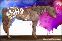 Horse Color:Chestnut Appaloosa 