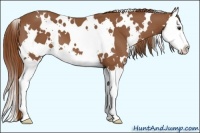Horse Color:White Spotted Chestnut Splash