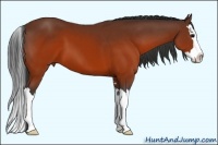 Horse Color:Brown Sabino Splash