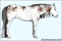 Horse Color:White Spotted Bay Splash Appaloosa Rabicano 