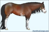 Horse Color:Bay Sabino 