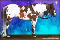 Horse Color:White Spotted Bay 