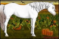 Horse Color:Chestnut Snowcap 