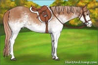 Horse Color:White Spotted Chestnut 