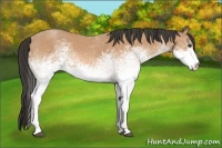 Horse Color:White Spotted Buckskin Roan 