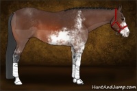 Horse Color:Bay Sabino