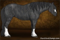Horse Color:Black  Brindle