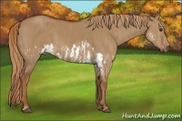 Horse Color:Red Dun Splash  Brindle