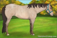 Horse Color:Amber Champagne Roan 