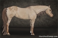Horse Color:Liver Red Dun Appaloosa