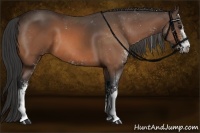 Horse Color:Buckskin Sabino