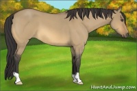Horse Color:Buckskin Roan Dun