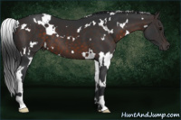 Horse Color:White Spotted Brown