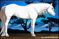 Horse Color:Brown Onyx Appaloosa and Brown Onyx Appaloosa