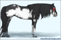 Horse Color:Black Frame 