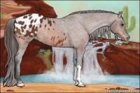 Horse Color:Bay Appaloosa 