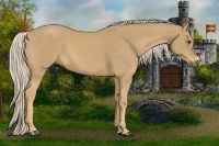 Horse Color:Palomino