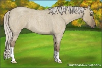 Horse Color:Silver Smoky Grullo Roan 