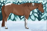 Horse Color:Chestnut Tobiano 