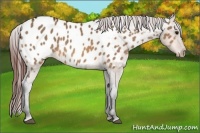 Horse Color:Bay Dun Appaloosa 