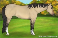 Horse Color:Buckskin Dun