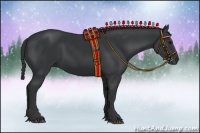 Horse Color:Black 