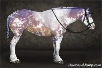 Horse Color:Watercolor Bay Sabino 