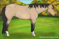 Horse Color:Buckskin Roan 