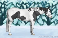 Horse Color:Blue Roan Splash Tobiano