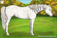 Horse Color:Perlino Sabino and Perlino Sabino