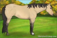 Horse Color:Buckskin Roan Dun 