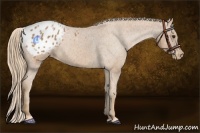 Horse Color:Chestnut Appaloosa 