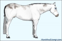 Horse Color:White Spotted Brown Roan Splash Frame 