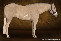 Horse Color:Palomino Splash Frame Brindle