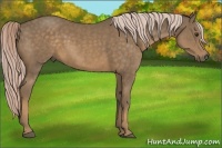 Horse Color:Chocolate Palomino Sabino