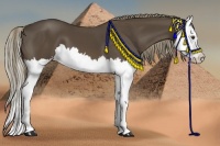 Horse Color:Liver Chestnut Splash 