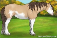 Horse Color:Amber Champagne Splash Frame 