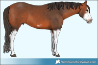 Horse Color:Bay Splash Frame 