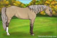 Horse Color:Silver Bay Dun 
