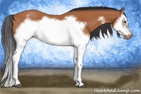 Horse Color:Bay Splash Frame