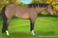 Horse Color:Buckskin Roan