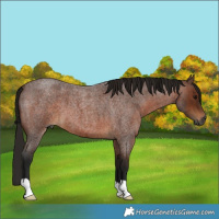 Horse Color:Gray Bay Roan