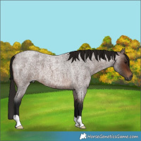 Horse Color:Gray Bay Roan 